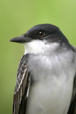 Eastern Kingbird