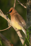 Cedar Waxwing