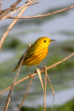 Yellow Warbler