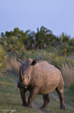 W Rhino