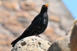 Lindisfarne Blackbird