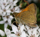 Tawny-edged Skipper