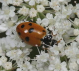 Hippodamia variegata * Variegated Lady Beetle