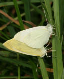 Cabbage White ♂ & ♀