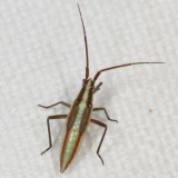 Genus Stenodema nymph