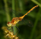 Cherry-faced or Janes Meadowhawk - Sympetrum internum or janeae