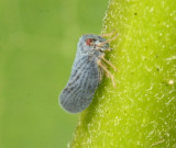 Genus Cedusa