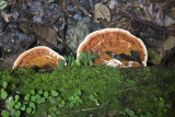 IMG_2138-48.jpg