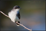 _MG_4658 kingbird wf.jpg