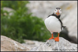 puffin attitude