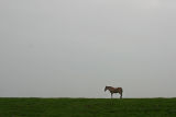 One lonely horse