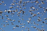 geese-snow-flight8073a.jpg