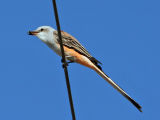 flycatcher-st1708pb.jpg