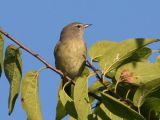 Orange-crowned Warbler 4823