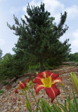 _MG_1397 Wide Angle Daylily