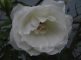 White Rose.jpg