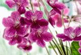 _MG_2115 Streptocarpus