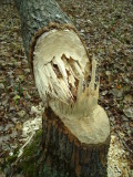 Aspen Stump