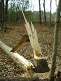 Aspen Stump.JPG