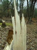 Aspen Stump.JPG