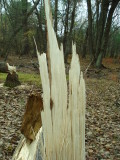  Aspen Stump.JPG