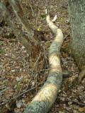 Barking of cut aspen.JPG