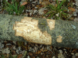 Detail of Barked Aspen Log.JPG