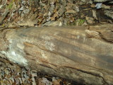 Detail of scrapes on log from dragging cuttings over log at haul out site.JPG