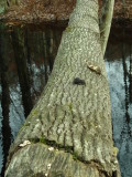 Scat on cut tree over brook.  Probably racoon.JPG