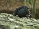 Scat on cut tree. Probably racoon.