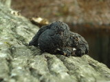 Scat on cut tree.  Probably racoon.