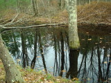 Living trees now standing in Honey Brook.JPG