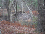  Close up of first lodge - furthest upstream.JPG