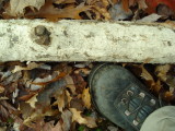 Detail of stripping.JPG