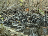 Fresh mud on second dam on same tributary along NE side of drop zone - further upstream.JPG