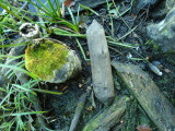  Beaver  log section, Puffer Pond.JPG