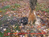 0709 recently gnawed elm with scent mound.jpg