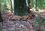 Fairy ring Mushrooms