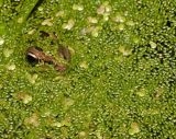 Frog in Duckweed