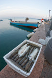A fisherboat and its catch