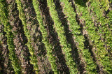 Grapevines from above