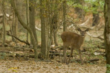 crack of dawn deer