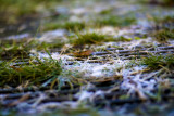 first frost
