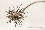 challenge in sepia