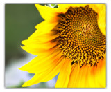 july 24 sunflower