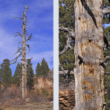 TREE RED ROCK SHOT pb.jpg