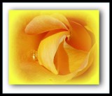 Yellow Sunburst