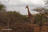 Giraffe <i>(Giraffa camelopardalis)</i>