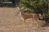 Steenbok <i>(Raphicerus campestris)</i>
