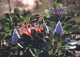 Cape Sugarbird on protea